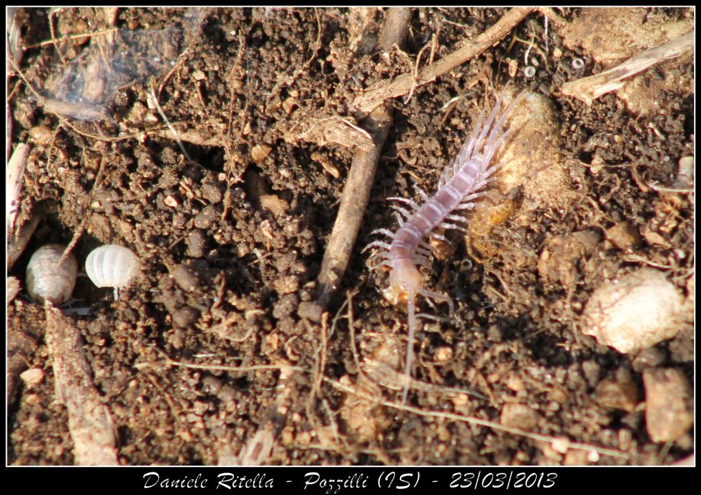 Scolopendra giovanissima...o cosa!? Lithobius sp.